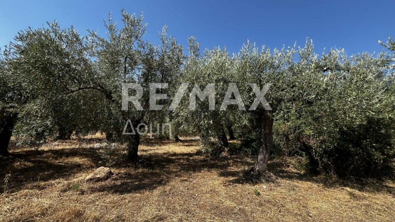 Αγροτεμάχια 1.145 τ.μ. πρός πώληση, Μαγνησία, Σούρπη