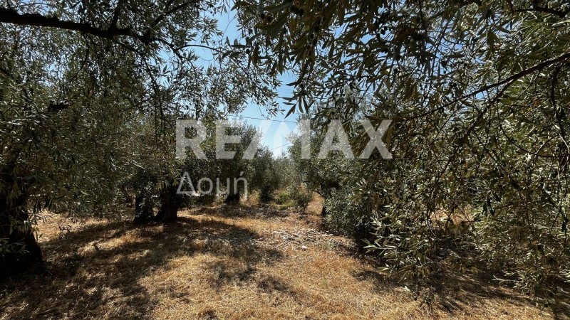 Αγροτεμάχια 1.145 τ.μ. πρός πώληση, Μαγνησία, Σούρπη