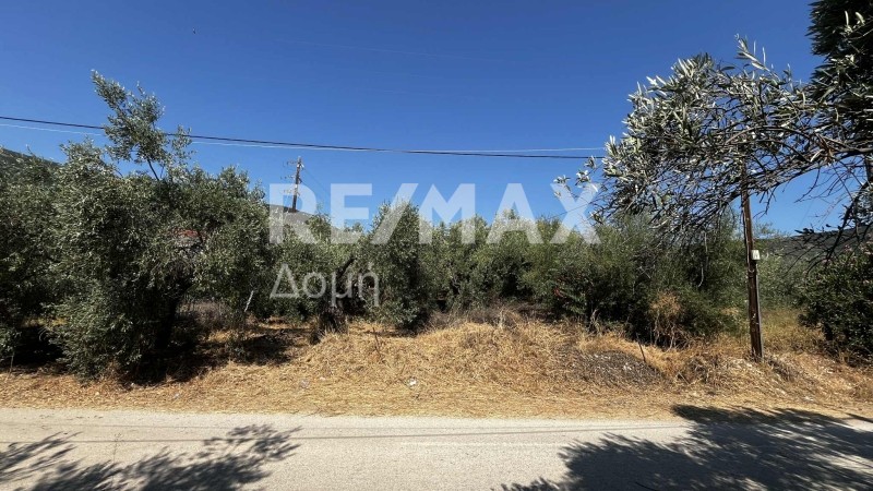 Αγροτεμάχια 1.145 τ.μ. πρός πώληση, Μαγνησία, Σούρπη
