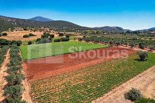 Αγροτεμάχια 17.900 τ.μ. για πώληση, Αργολίδα, Κρανίδι-thumb-20