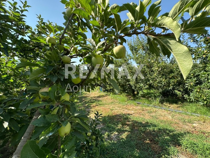 Αγροτεμάχια 7.070,63 τ.μ. πρός πώληση, Μαγνησία, Ζαγορά