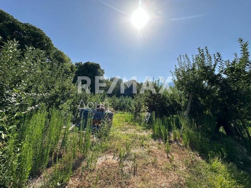 Αγροτεμάχια 7.070,63 τ.μ. πρός πώληση, Μαγνησία, Ζαγορά