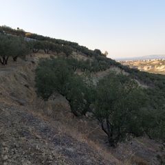 Οικόπεδο 10.000 τ.μ. για πώληση, Ν. Ηρακλείου, Ηράκλειο Κρήτης-thumb-8