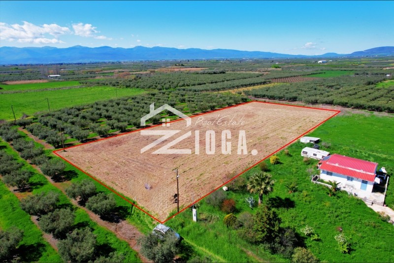Αγροτεμάχια 5.000 τ.μ. πρός πώληση, Μαγνησία, Νέα Αγχίαλος