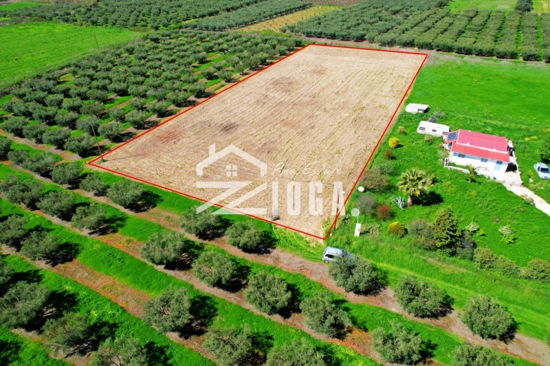 Αγροτεμάχια 5.000 τ.μ. πρός πώληση, Μαγνησία, Νέα Αγχίαλος