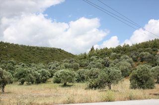 Αγροτεμάχια 30.000 τ.μ. για πώληση, Χαλκιδική, Σιθωνία-thumb-8