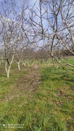 Αγροτεμάχια 8.000 τ.μ. για πώληση, Ν. Λάρισας, Κάτω Όλυμπος