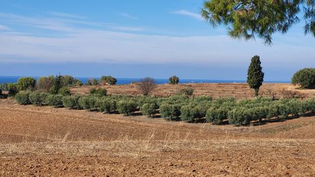 Land plot 13.600sqm for sale-Kassandra » Filakes Kassandras