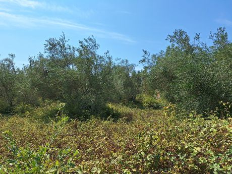 Land plot 4.683sqm for sale-Corfu » Faiakes