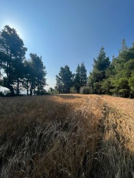 Land plot 13.886sqm for sale-Kassandra » Fourka