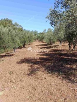 Parcel 25.000sqm for sale-Iraia » Agios Ioannis