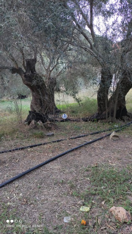 Οικόπεδο 1.290 τ.μ. πρός πώληση, Ν. Χανίων, Πελεκάνος