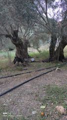 Οικόπεδο 1.290 τ.μ. για πώληση