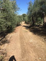Αγροτεμάχια 9.800 τ.μ. προς πώληση, Πισάσκι-thumb-2