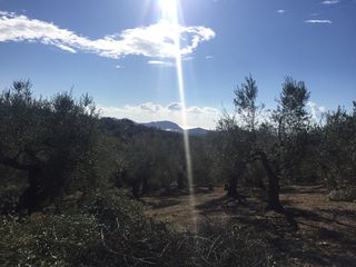 Αγροτεμάχια 9.800 τ.μ. προς πώληση, Πισάσκι-thumb-3