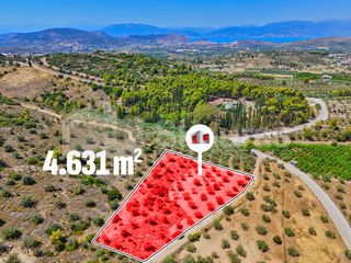 Αγροτεμάχια 4.631 τ.μ. για πώληση
