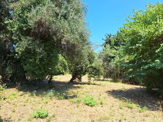 Οικόπεδο 4.600 τ.μ. προς πώληση, Θινάλιο-thumb-5