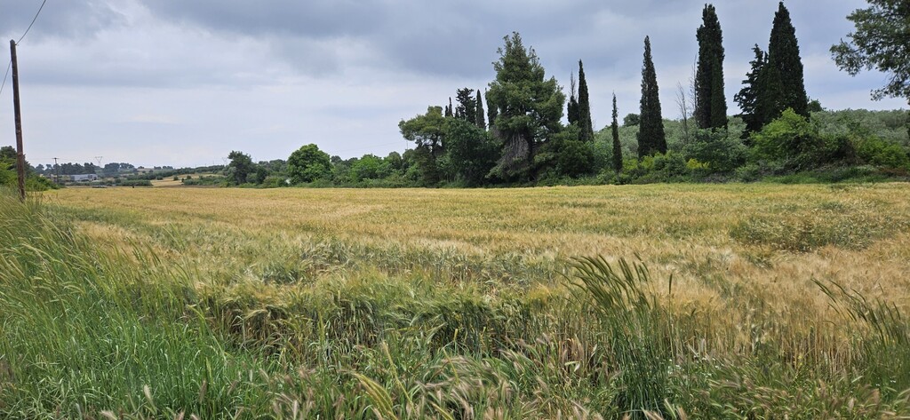 Οικόπεδο 14.500 τ.μ. προς πώληση, Κασσάνδρεια