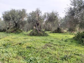 Οικόπεδο 2.307 τ.μ. για πώληση