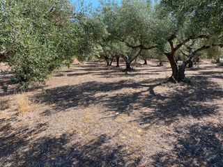 Οικόπεδο 5.350 τ.μ. για πώληση, Ν. Χανίων, Κολυμβάρι-thumb-4