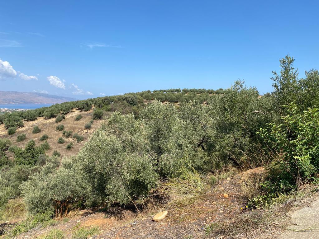 Οικόπεδο 3.732 τ.μ. προς πώληση, Βλαχερωνίτισσα