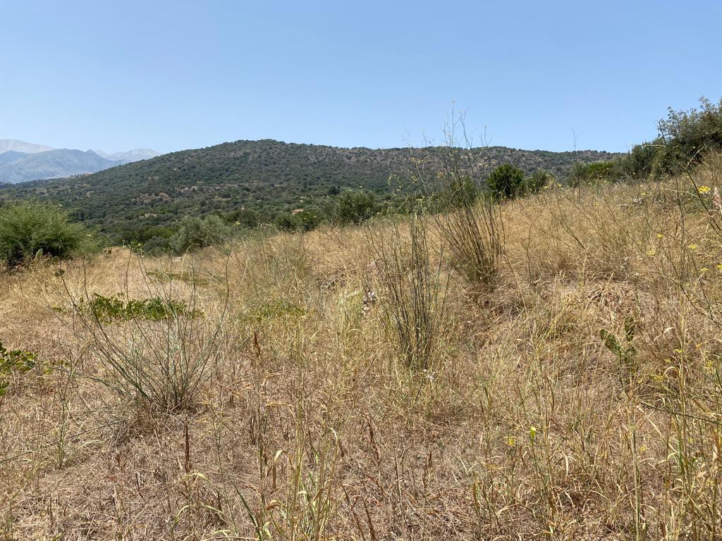 Οικόπεδο 5.335 τ.μ. προς πώληση, Νέο Χωριό Αρμενών