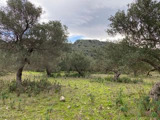 Οικόπεδο 4.022 τ.μ. προς πώληση, Άσπρο Βάμου-thumb-2