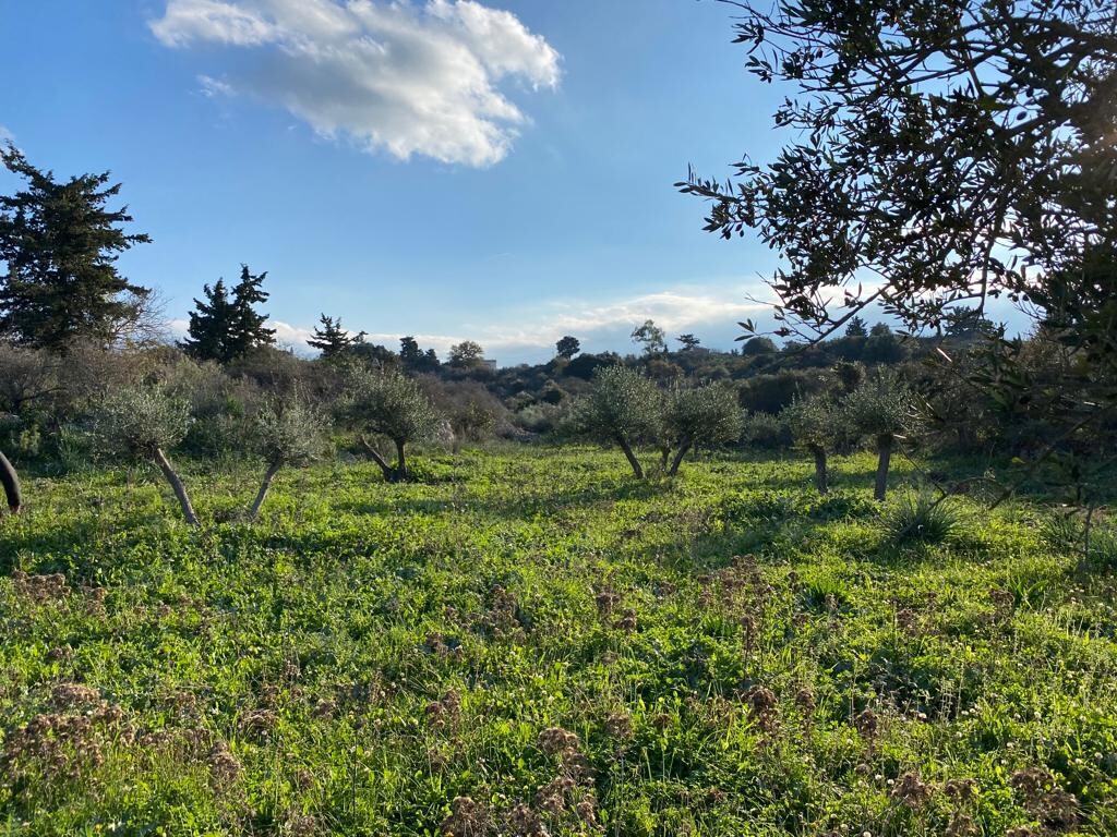 Οικόπεδο 6.500 τ.μ. προς πώληση, Άγιος Παύλος Βάμου