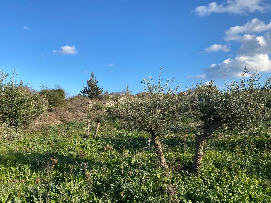 Οικόπεδο 6.500 τ.μ. προς πώληση, Άγιος Παύλος Βάμου