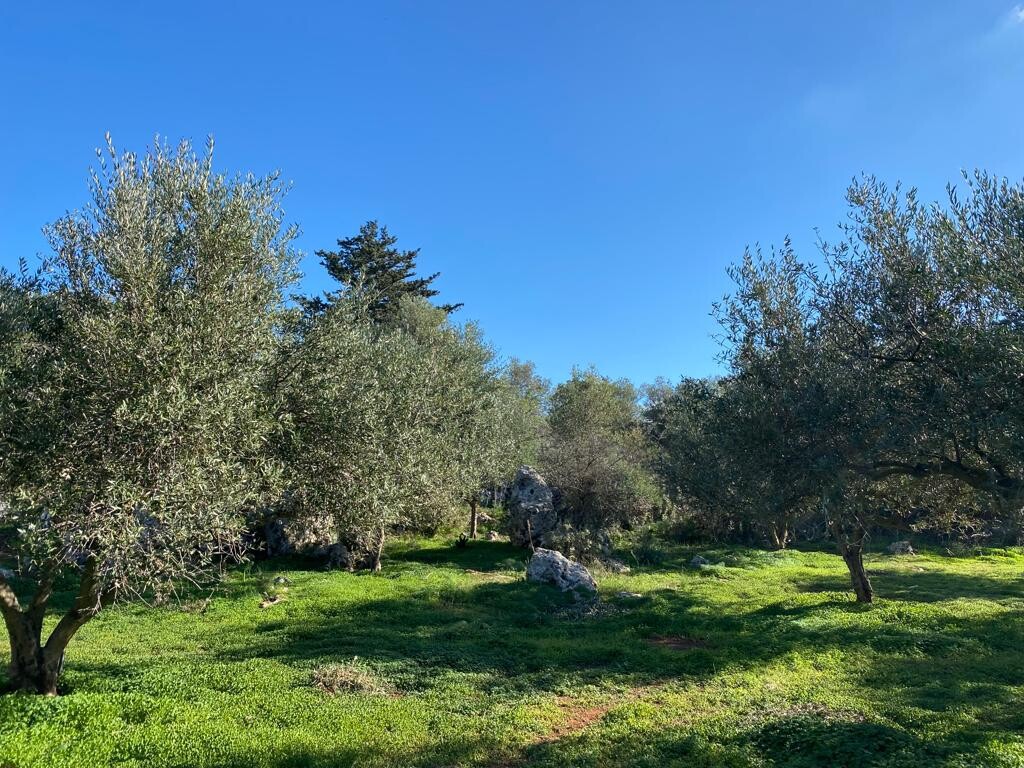 Οικόπεδο 20.000 τ.μ. προς πώληση, Σελλία Βάμου