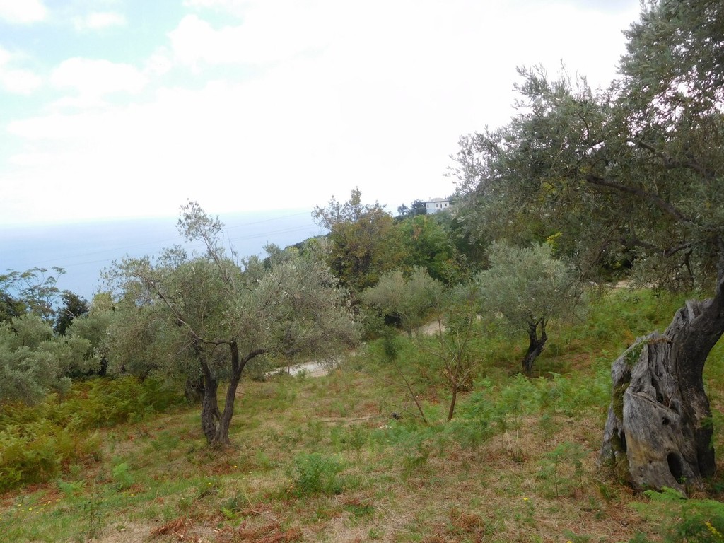 Οικόπεδο 4.020 τ.μ. πρός πώληση, Μαγνησία, Μούρεσι