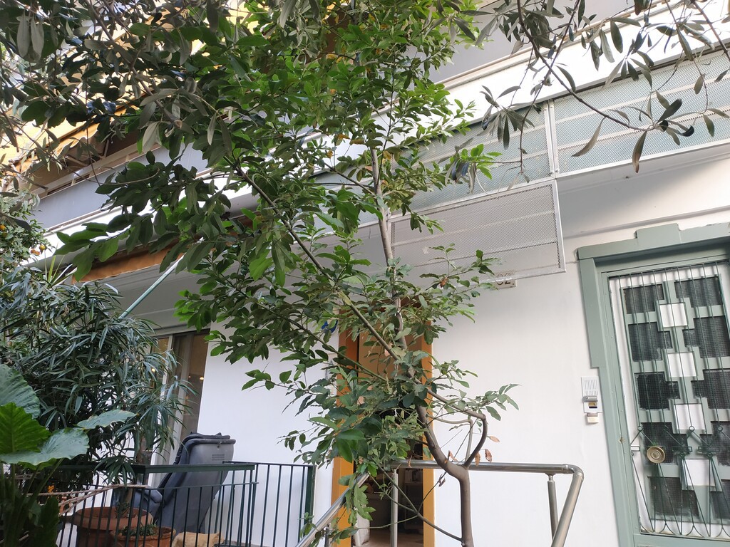 Κτίριο 492 τ.μ. προς πώληση, Άγιος Ελευθέριος Αθήνας