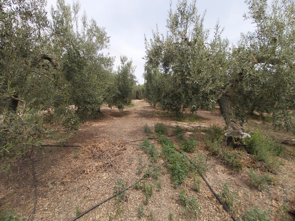 Οικόπεδο 5.000 τ.μ. προς πώληση, Νέα Σερμύλη