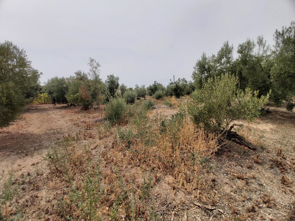 Οικόπεδο 5.000 τ.μ. προς πώληση, Νέα Σερμύλη