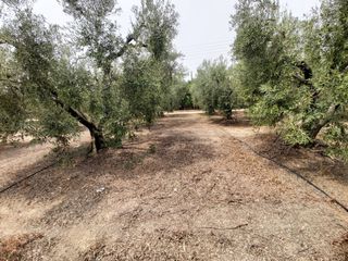 Οικόπεδο 5.000 τ.μ. για πώληση