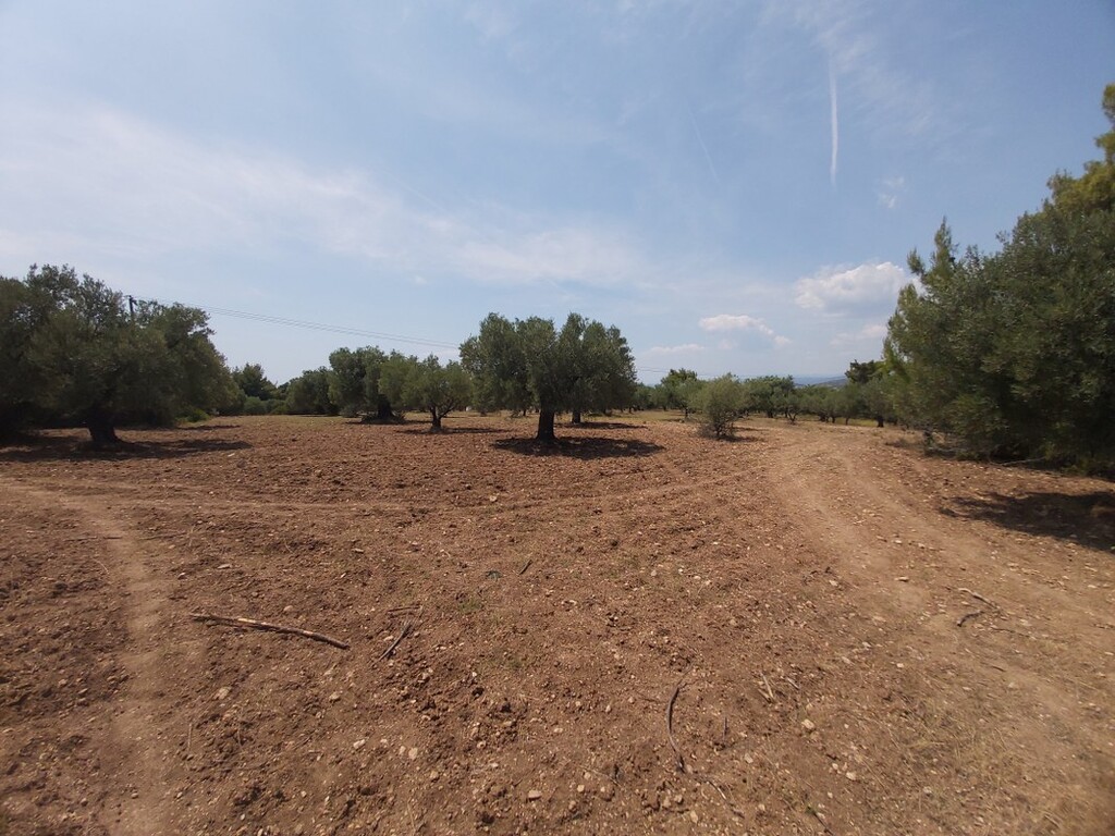 Οικόπεδο 8.000 τ.μ. προς πώληση, Καλόγρια Σιθωνίας
