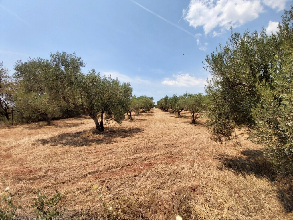 Οικόπεδο 8.300 τ.μ. προς πώληση, Νικήτη