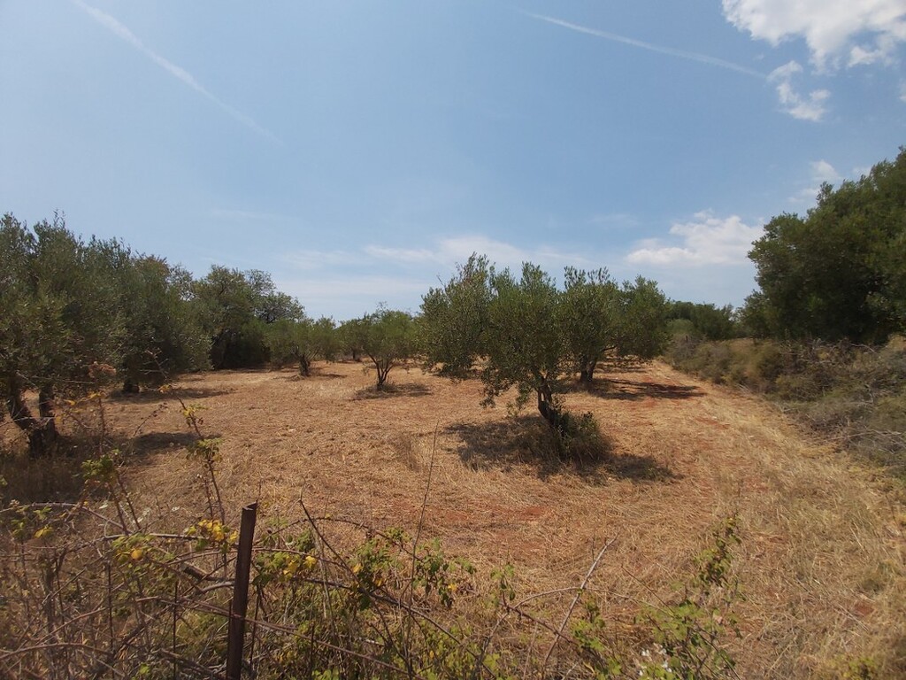 Οικόπεδο 8.300 τ.μ. προς πώληση, Νικήτη