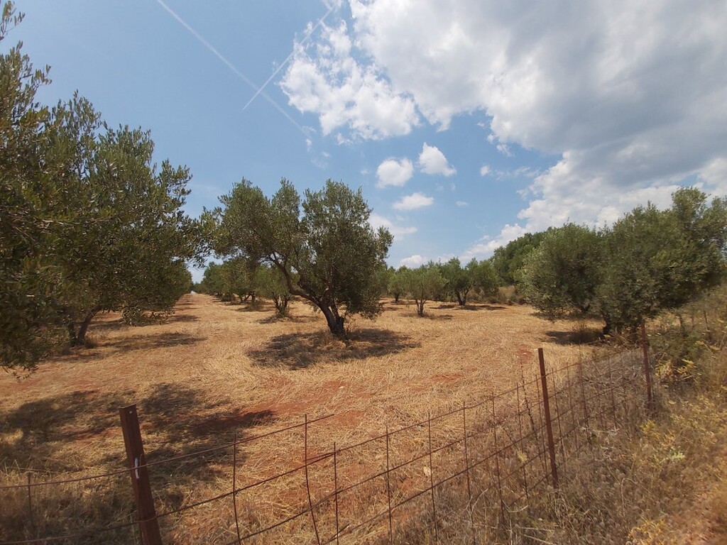 Οικόπεδο 8.300 τ.μ. προς πώληση, Νικήτη