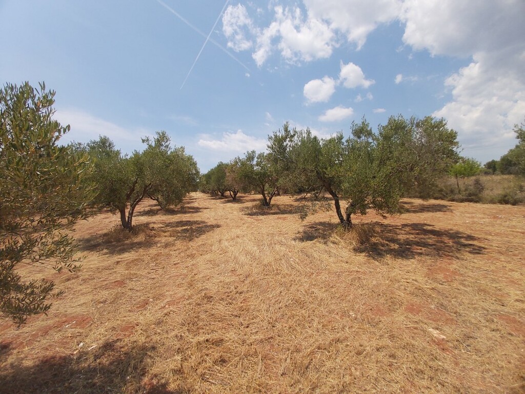 Οικόπεδο 8.300 τ.μ. προς πώληση, Νικήτη