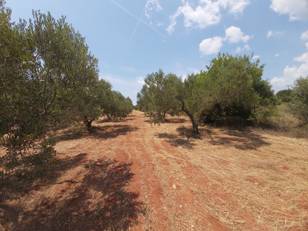 Οικόπεδο 8.300 τ.μ. προς πώληση, Νικήτη