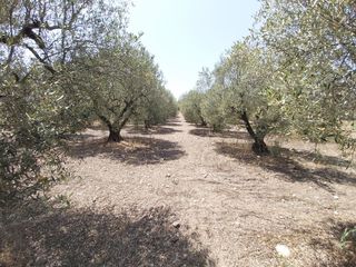 Μονοκατοικία 100 τ.μ. προς πώληση, Βατοπέδι-thumb-26