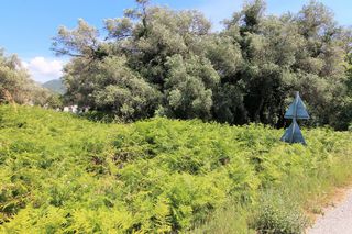 Οικόπεδο 2.000 τ.μ. για πώληση