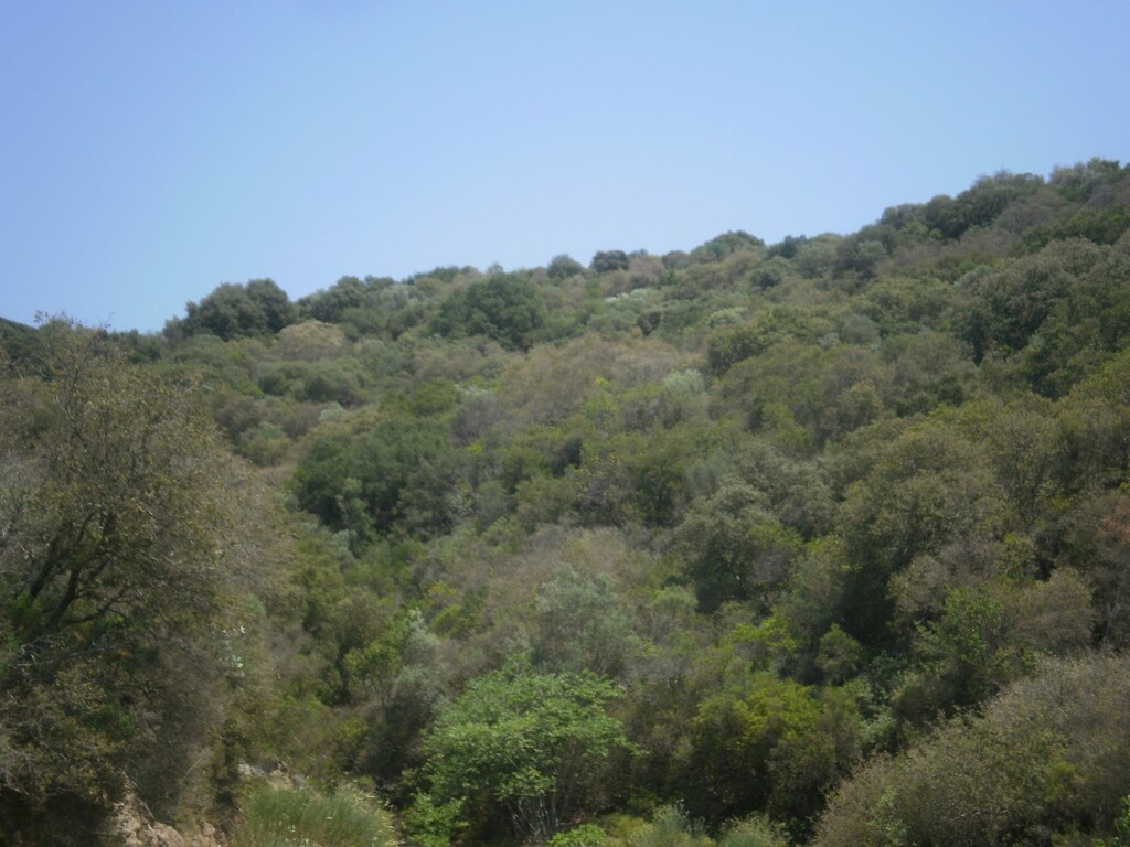Οικόπεδο 6.070 τ.μ. προς πώληση, Άσσα