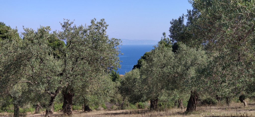 Οικόπεδο 9.000 τ.μ. προς πώληση, Άγιος Νικόλαος Σιθωνίας