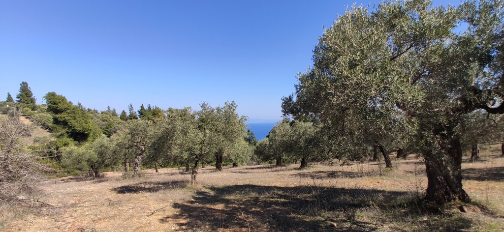 Οικόπεδο 9.000 τ.μ. προς πώληση, Άγιος Νικόλαος Σιθωνίας