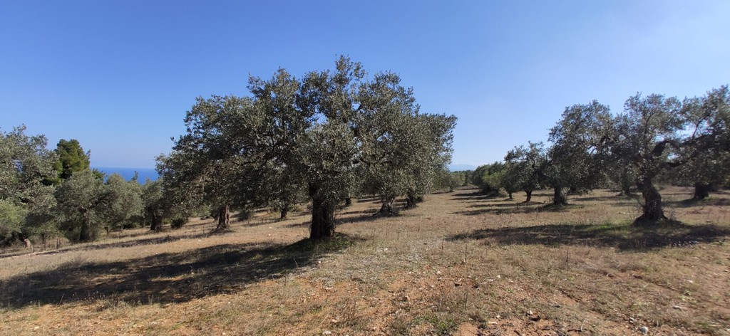 Οικόπεδο 9.000 τ.μ. προς πώληση, Άγιος Νικόλαος Σιθωνίας