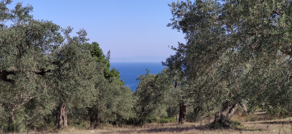 Οικόπεδο 9.000 τ.μ. προς πώληση, Άγιος Νικόλαος Σιθωνίας