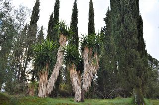 Οικόπεδο 5.500 τ.μ. για πώληση, Ν. Κέρκυρας, Κέρκυρα-thumb-2
