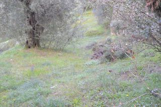 Οικόπεδο 5.500 τ.μ. για πώληση, Ν. Κέρκυρας, Κέρκυρα-thumb-6